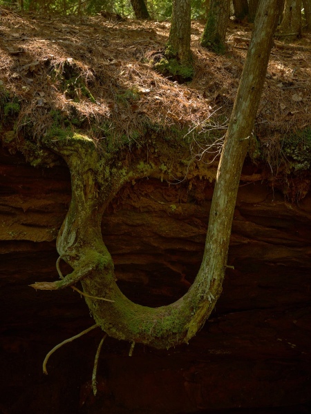 Determined Tree