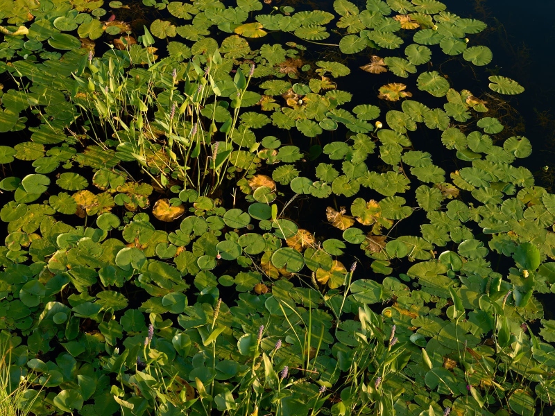 Water Lillies