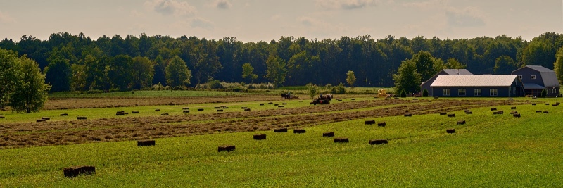 Haying With Horses