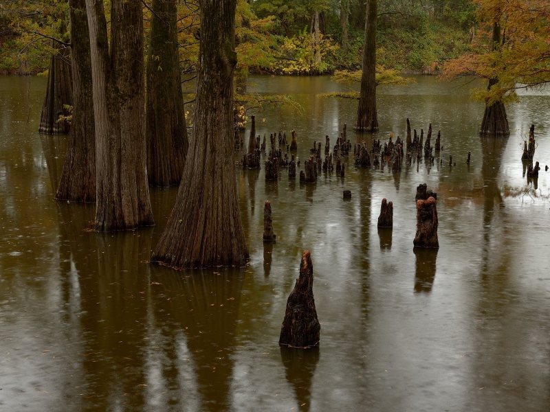 Cypress Swamp