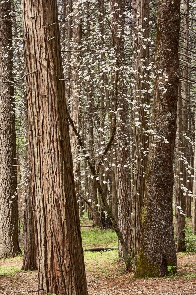 Dogwood Blossoms In The Forest, Bridlalveil Falls, Yosemite National Park, California
