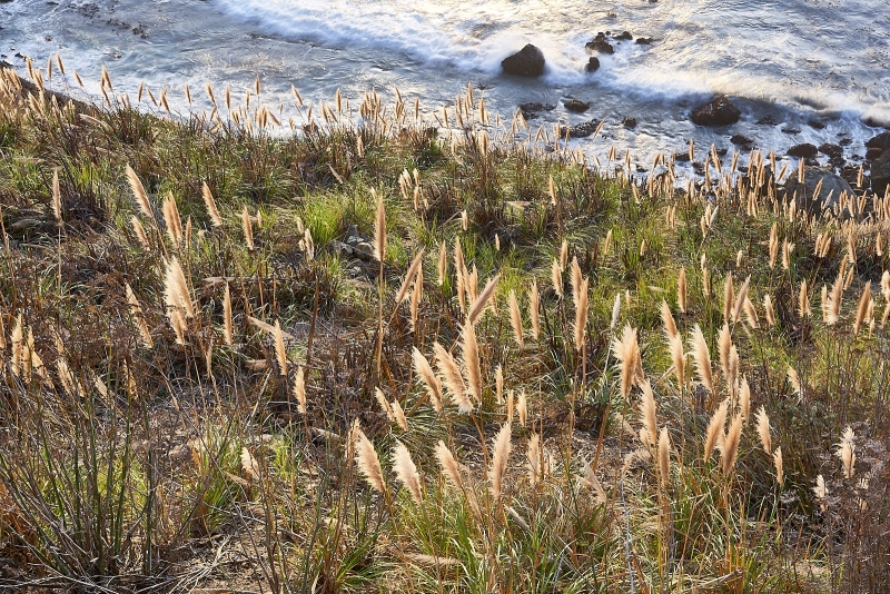 Beach Grasses Sunset, Hwy 1 Near, Bixby Creek, California