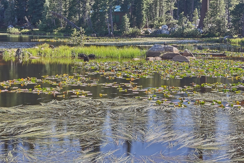 Mosquito Lake, Highway 4, Stanislaus National Forest, California