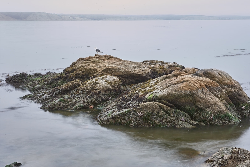 Sea Gull, Sea Stars & Green Anemones On Rocks, Historic Lifeboat Station, Drakes Bay, Point Reyes National Seashore, California
