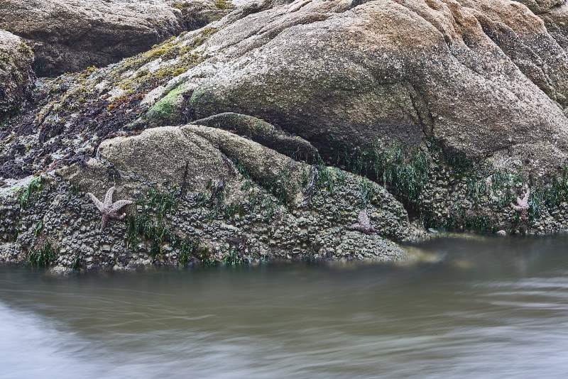 Sea Stars & Green Anemones On Rocks, Historic Lifeboat Station, Drakes Bay, Point Reyes National Seashore, California