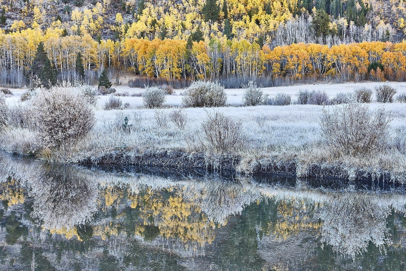 Frosted Fall Aspen Trees & Willow Bushes Along Green Creek, Green Creek Valley, Near Bridgeport, California