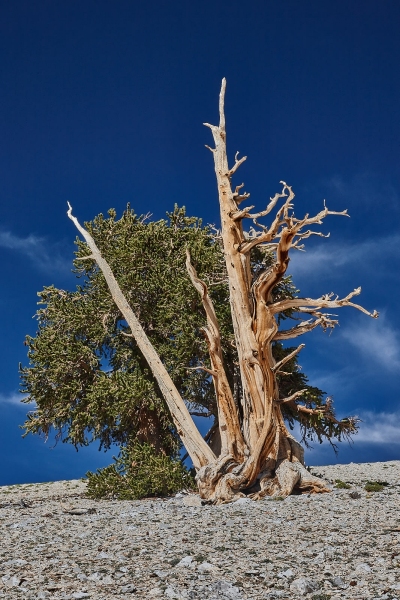 Bristlecone Pine Tree, Ancient Bristlecone Pine Forest, White Mountains, Inyo National Forest, California