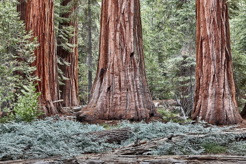 Giant Sequoias & Ferns, Mariposa Grove, Yosemite National Park, California