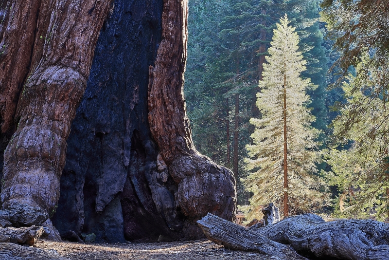 Grizzly Giant Base & New Tree, Mariposa Grove, Yosemite National Park, California