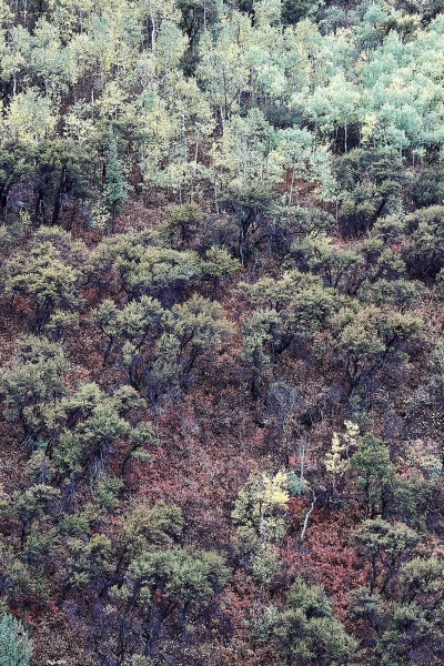 Early Fall Colors, Lamoille Canyon, Ruby Mountains, Humboldt National Forest, Nevada