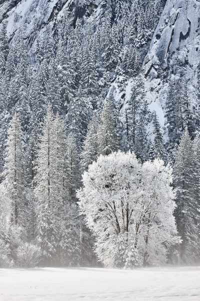 Elm Tree Winter Morning, El Capitan Meadow, Yosemite National Park, California