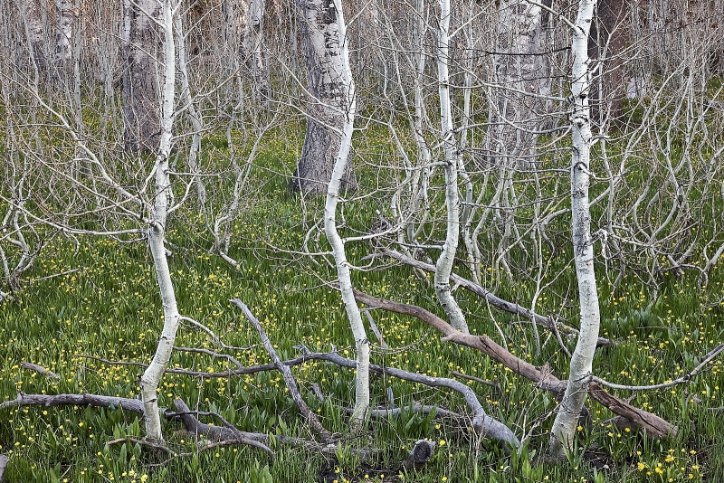 Bush Poppy Amongst, Quaky Aspen, Davies Creek Valley, Tahoe National Forest, California