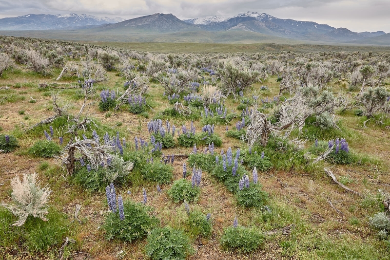 Lupine & Sagebrush Below Ruby Mountains, Ruby Valley, Humboldt-Toiyabe National Forest, Nevada