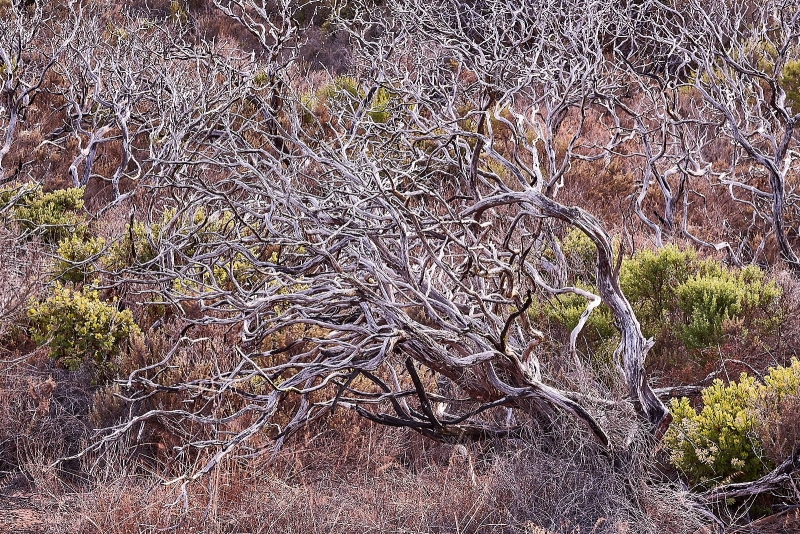 Wind Formed Scrub Oaks, Pecho Valley Road, Los Osos, California