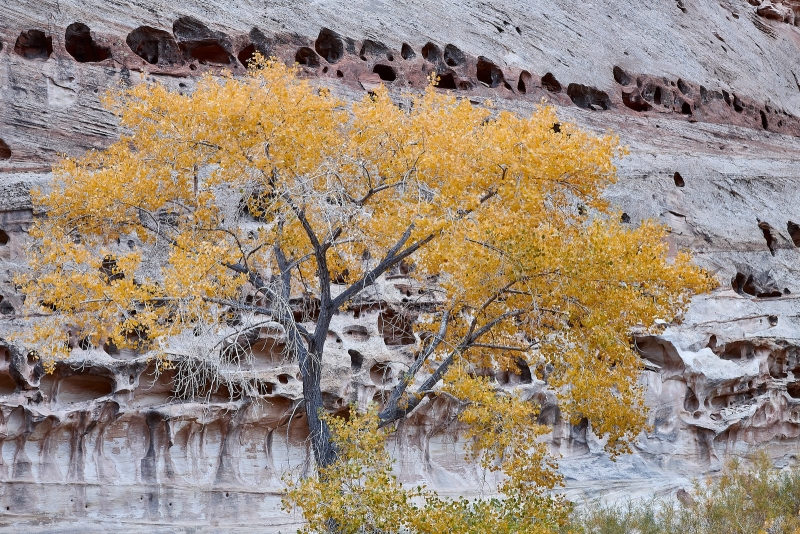Elm Tree & Eroded Canyon Walls, Freemont River Canyon, Capitol Reef National Park, Utah