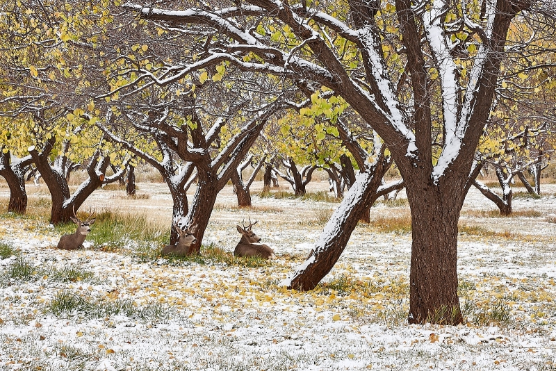 Deer In Fruit Orchard, Fruita Campground, Capitol Reef National Park, Utah