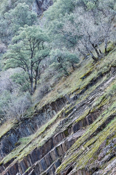 Trees On Tilted Rock Slope, Merced River Canyon, Sierra National Forest, California