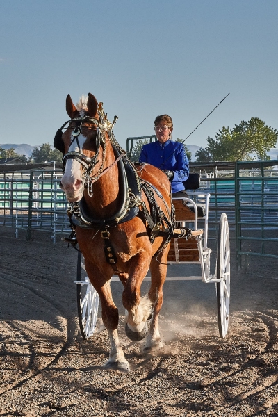Sharon Harper In Her Single Cart, Churchill County Fairgrounds, Fallon, Nevada