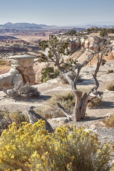 Sand Bench Above Salt Wash, Salt Wash View Area, Emery, Utah