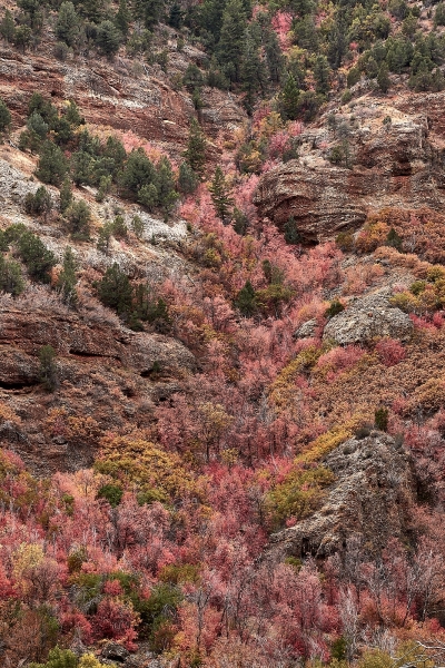 Fall Color, Spanish Fork Canyon, Hwy 6 Near, Mapleton, Utah