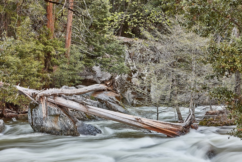 Fallen Tree Across Merced River, Happy Isles, Yosemite Valley, Yosemite National Park, California