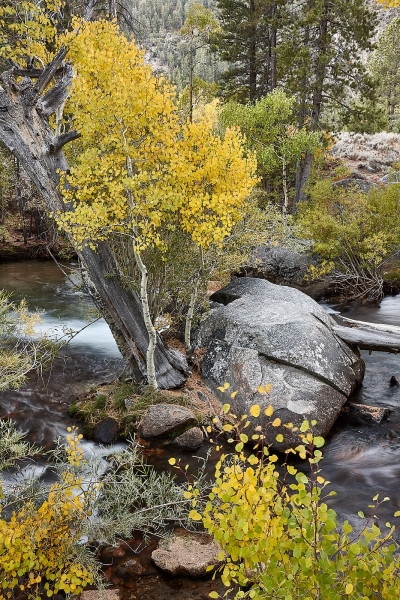 Trees On Rock Island, Lee Vining Creek, Moraine Campground, Lee Vining, California