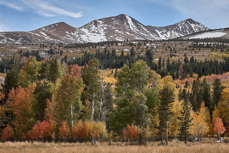 Turning Aspens & Sierra Nevada Foothills, Dunderberg Mill, Dunderberg Creek Rd N/o Mono Lake, California