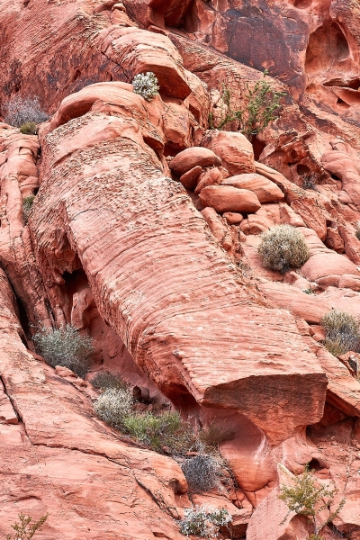 Elephant Head Shaped Rock (Not Elephant Rock), Petroglyph Canyon Trail, Valley Of Fire State Park, Nevada