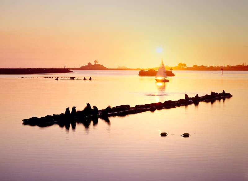 Sea Lion in Cresent Harbor, Cresent City, California