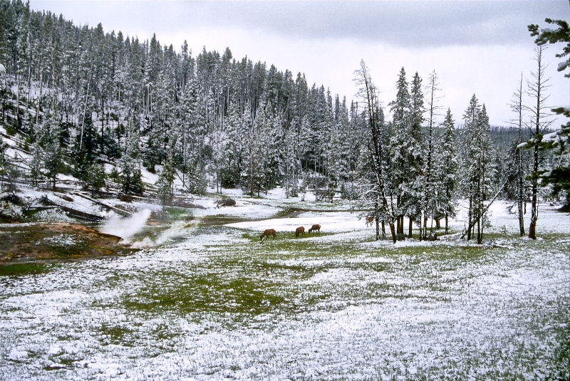 Elk In Meadow, Roaring Mountain, Yellowstown National Park, Wyoming