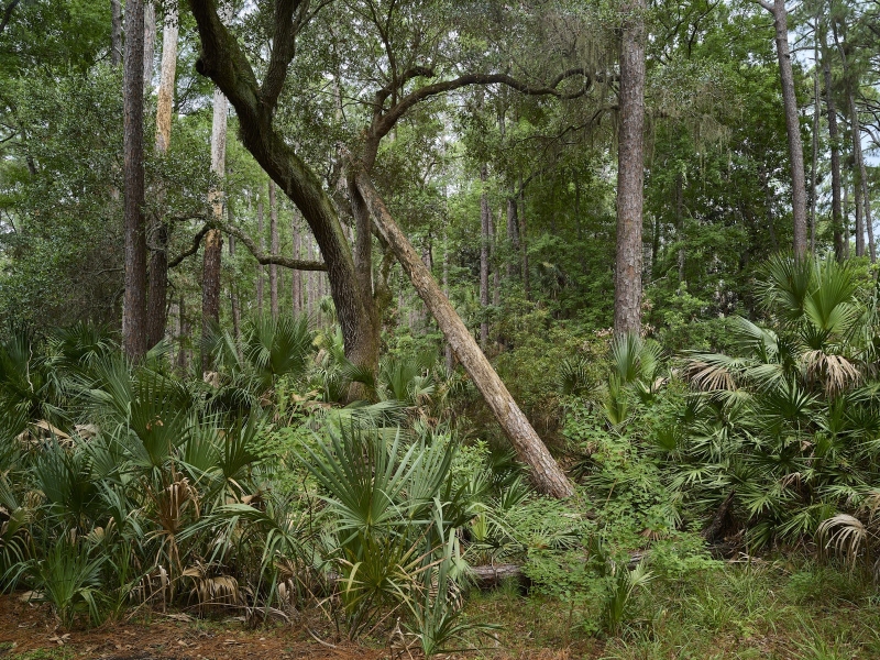 Maritime Forest