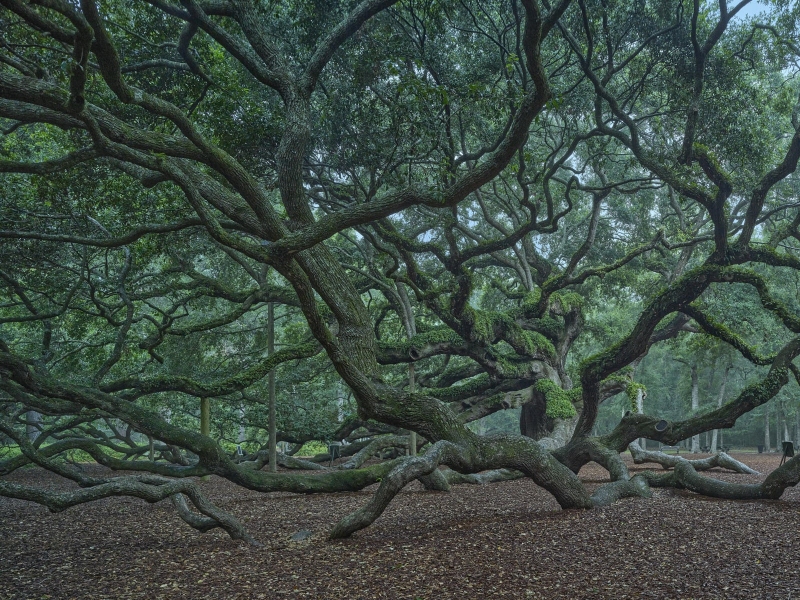 Angel Oak Tree