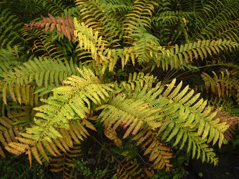 Fern