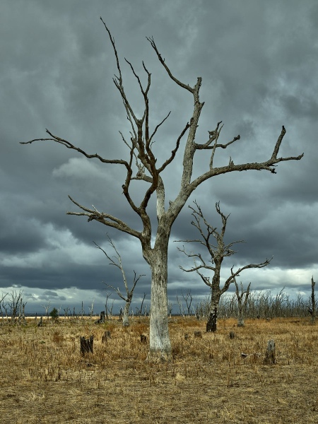 Dead Trees On Formerly Flooded Land, Winton Wetlands, Chesney Vale, Victoria, Australia