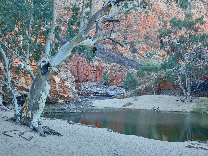 Gum Trees At The Water Hole, Ormiston Gorge, West MacDonnell National Park, Northern Territory, Australia