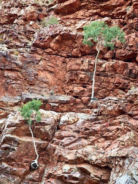 Ghost Gum Trees In Rock Wall, Ormiston Gorge, West MacDonnell National Park, Northern Territory, Australia
