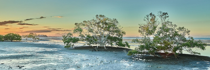 Mangrove Trees At Moreton Bay Beach, Nudgee Beach, Queensland, Australia
