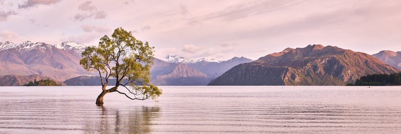Wanaka Tree, Lake Wanaka, Wanaka, Otago, New Zealand, South Island